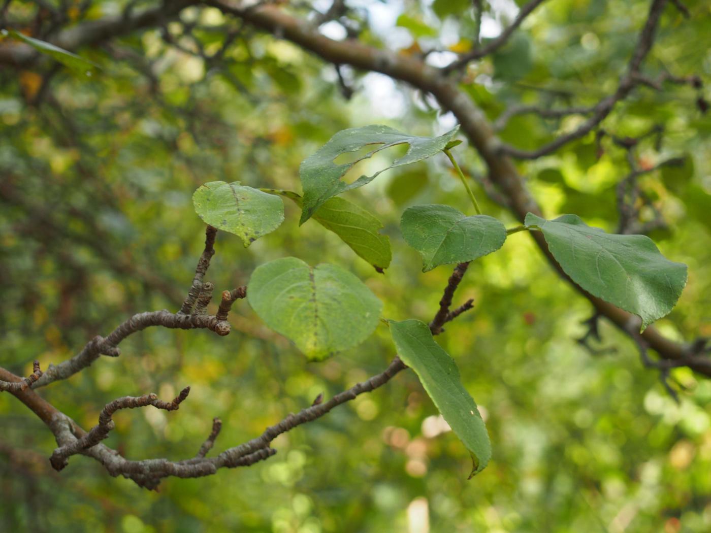 Crab Apple leaf